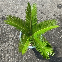 お話し中　
蘇轍の画像