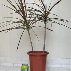 🌿レインボー75cm/観葉植物🌿の画像
