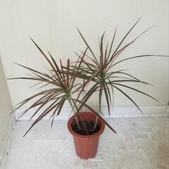 🌿レインボー75cm/観葉植物🌿の画像