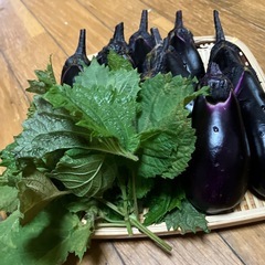 只今収穫したナス　青じそ付きの画像