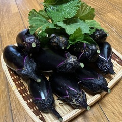 只今収穫したナス　青じそ付きの画像