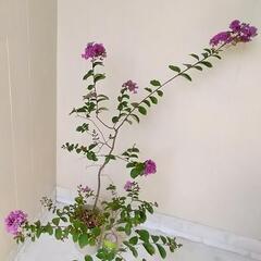 【💖Thankyou💖】🌿1M サルスべリ,紫色/観葉植物🌿の画像