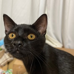 上級者向け メス 黒猫 2025年4月1日産まれ