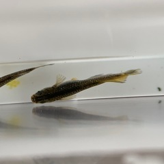 【メダカ屋のんの】フロマージュメダカ1ペア(グレード極上)種親の画像