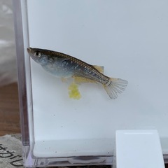 【メダカ屋のんの】フロマージュメダカ1ペア(グレード極上)種親の画像