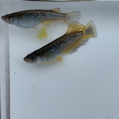 【メダカ屋のんの】フロマージュメダカ1ペア(グレード極上)種親の画像