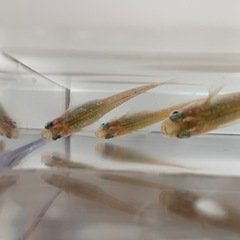 【メダカ屋のんの】金斑ラメメダカ1ペア(グレード極上)若魚の画像