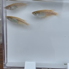 【メダカ屋のんの】金斑ラメメダカ1ペア(グレード極上)若魚の画像