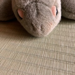 ウミガメぬいぐるみの画像