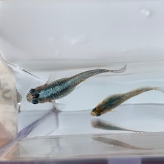 【メダカ屋のんの】富嶽ブラックメダカ1ペア(グレード極上)若魚の画像