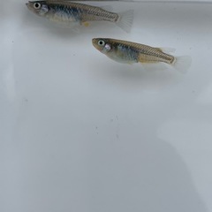 【メダカ屋のんの】富嶽ブラックメダカ1ペア(グレード極上)若魚の画像