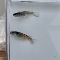 【メダカ屋のんの】和墨スワローメダカ1ペア(グレード極上)種親の画像
