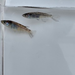 【メダカ屋のんの】和墨スワローメダカ1ペア(グレード極上)種親の画像