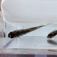 【メダカ屋のんの】和墨スワローメダカ1ペア(グレード極上)種親の画像