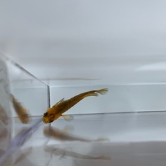 【メダカ屋のんの】竜章鳳姿メダカ1ペア(グレード極上)種親の画像
