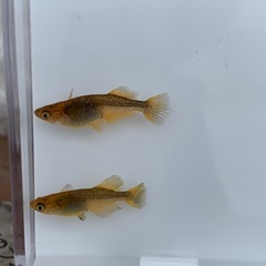 【メダカ屋のんの】竜章鳳姿メダカ1ペア(グレード極上)種親の画像