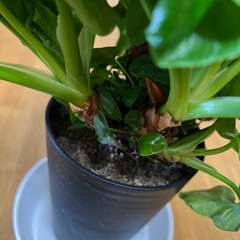 スーパーアトム フィロデンドロン  セローム観葉植物の画像