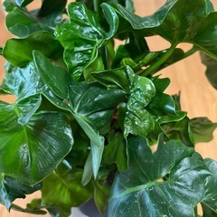 スーパーアトム フィロデンドロン  セローム観葉植物の画像