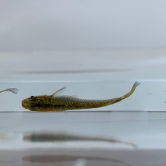 【メダカ屋のんの】金塊メダカ1ペア(グレード極上)種親の画像