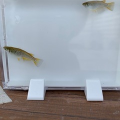 【メダカ屋のんの】金塊メダカ1ペア(グレード極上)種親の画像