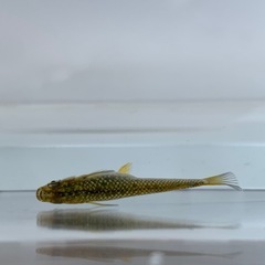 【メダカ屋のんの】金塊メダカ1ペア(グレード極上)種親の画像