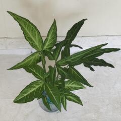 🌿35cmシンゴニウム🌿プラントビーズ🌿観葉植物🌿の画像