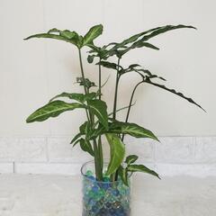 🌿35cmシンゴニウム🌿プラントビーズ🌿観葉植物🌿の画像
