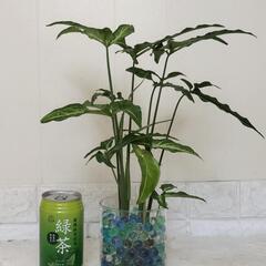 🌿35cmシンゴニウム🌿プラントビーズ🌿観葉植物🌿の画像