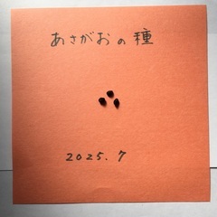 美しい＜ピンクの朝顔の絵＞と額縁と朝顔の種-3個の画像
