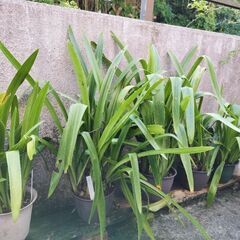 大輪アマリリスの鉢の画像