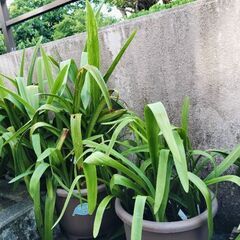 大輪アマリリスの鉢の画像