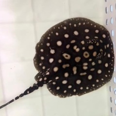 熱帯魚　品川ダイヤ　ペア　熱帯魚の画像