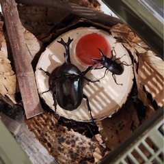 元気なカブトムシ、ノコギリクワガタ購入希望の方！