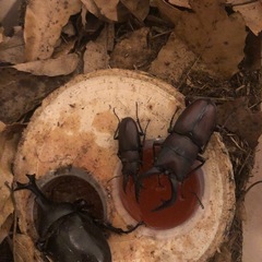 元気なカブトムシ、ノコギリクワガタ購入希望の方！の画像