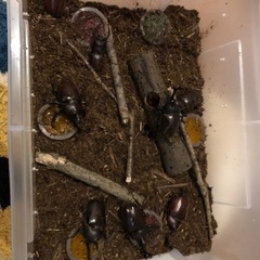 元気なカブトムシ、ノコギリクワガタ購入希望の方！の画像