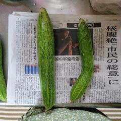 四葉キュウリ