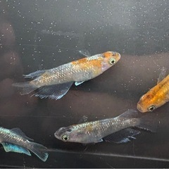 【現物出品】バタフリ三色　めだか　4匹の画像