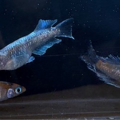 【現物出品】バタフリ三色　めだか　4匹の画像