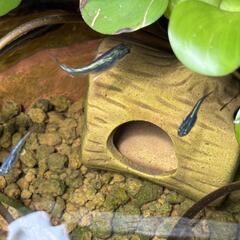 メダカ稚魚　10匹の画像