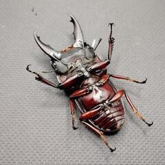 【赤足】デタニヒラタクワガタ　♂♀ペアの画像