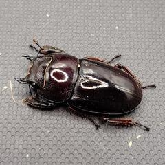 【赤足】デタニヒラタクワガタ　♂♀ペアの画像