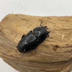 ダイオウヒラタ成虫ペアの画像