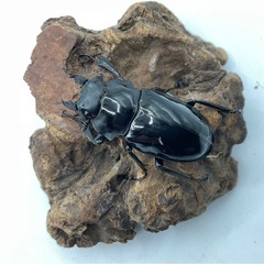 ダールマンツヤクワガタ成虫ペアの画像
