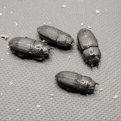 チェリフェルネブトクワガタ  ♂5♀4 計9頭の画像
