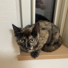 サビ猫ちゃん。　生後4.5ヶ月