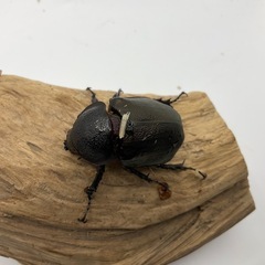 アトラスオオカブト　成虫ペアの画像