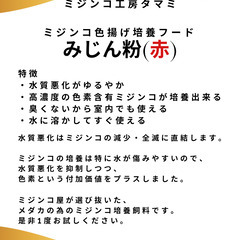 タマミジンコ5g　500円～　他に餌も販売しております。の画像