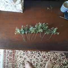 フェイクグリーン　ユーカリ　15本セット　観葉植物の画像