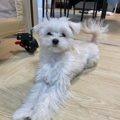 マルチーズとチワワミックス犬