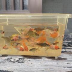 金魚の画像
